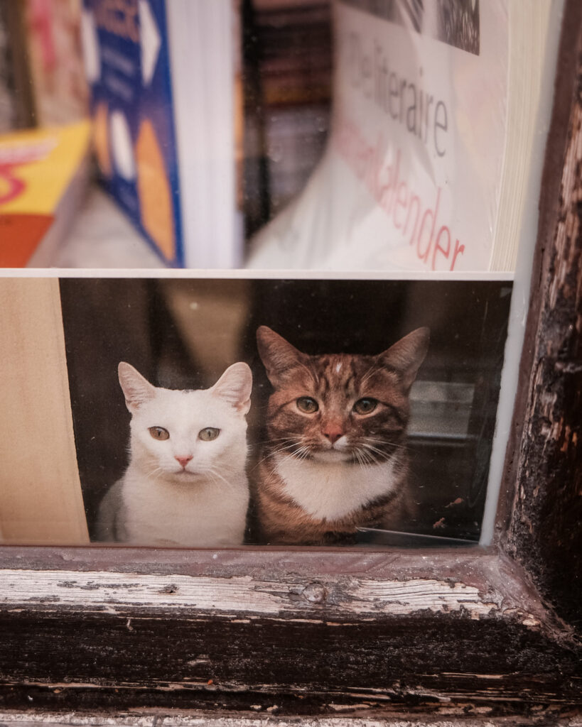 Foto van twee katten tussen de boeken in Walter’s Bookshop